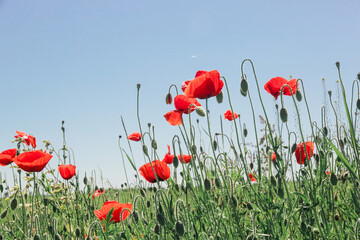 Beautiful poppy field on a sunny summer day.