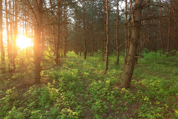 pine forest in light of evening sun, natural sunset background
