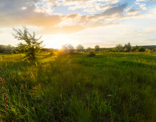 Fototapeta na wymiar wide green prairie in light of evening sun, countryside natural evening scene