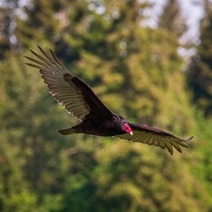 Turkey Vulture