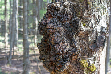 Inonotus obliquus. black birch mushroom. Chaga, a fungal infection on the trunk of a birch tree. Birch bark with Chaga mushroom . ethnoscience. natural medicine.