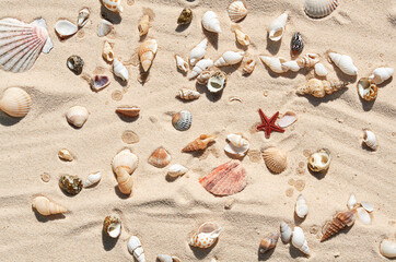 seashells on the sand in summer