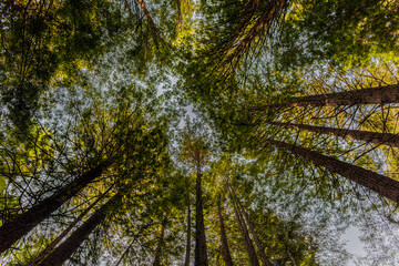 Fototapeta premium Look up