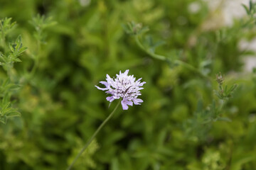 Purple flower in nature