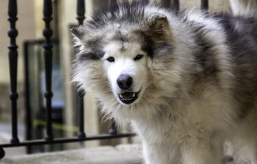 Aggressive siberian husky dog