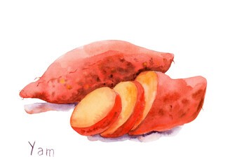 watercolor drawing of a vegetable - sweet potato, yam