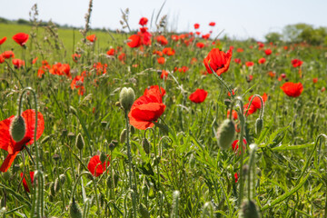 Beautiful poppy field on a sunny summer day.