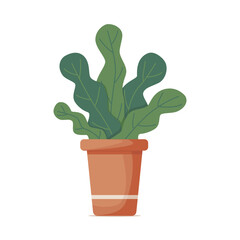 Indoor green flower in clay pot, isolated on white background. Beautiful curly bright leaves of house plant. Interior design element for home, office, cafe, restaurant. Cartoon vector illustration