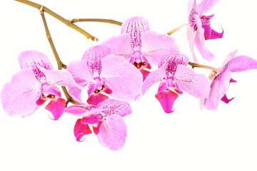 Orchid flower on white isolated background. Floral background template