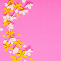 spring white and yellow flowers on pink paper background