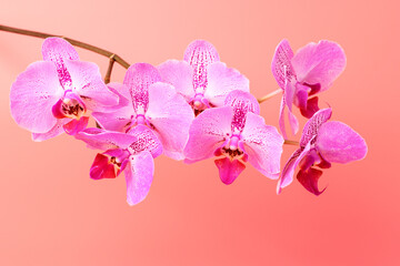 Orchid flower on pink background. Floral background template