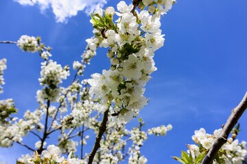 Kirschblüte im Mai