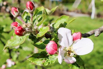 Apfelblüte