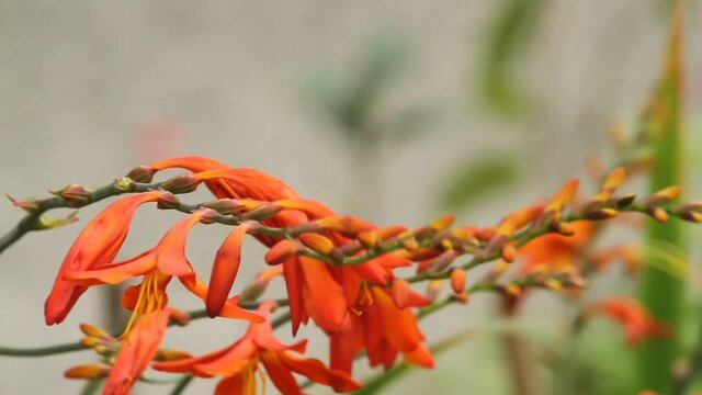 Beautiful orange crocosmia flowers swaying in the wind