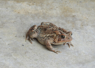 An American toad enjoying a cool spring day in Cecil County, Elkton, Maryland.