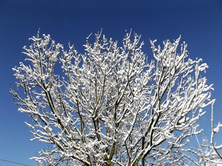 Beautiful tree crown in winter