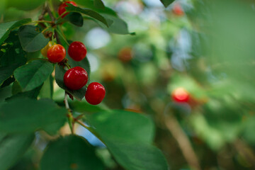 Red cherries ripening on the tree
