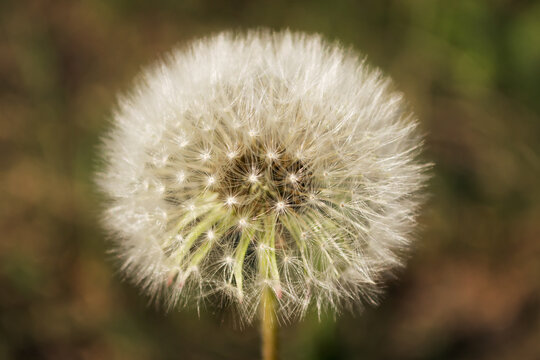 Macro Photo Nature plant fluffy dandelion. Blooming white dandelion flower on the background of plants and grass.