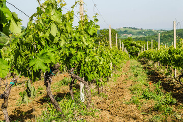 Fototapeta na wymiar Vine plantation in Novi Sad, Serbia.