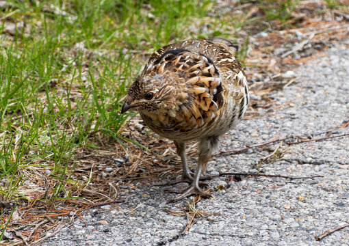 Ruffed grouse walking along the side of the road in Canada