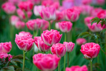 blooming tulips in the park