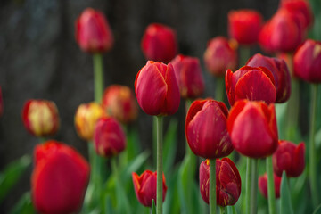 Fototapeta premium blooming tulips in the park