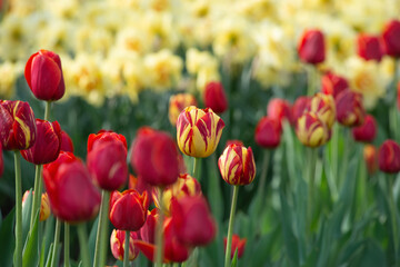 blooming tulips in the park
