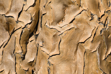 Close-up of the bark of a Quiver tree in Namibia