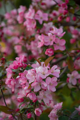 blooming apple tree