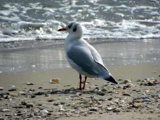 Larus is a beautiful bird