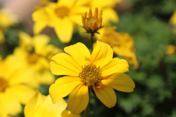 yellow flower in the garden