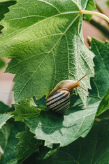  Garden Snail and Vine leaves in Napa Valley, California