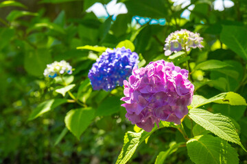 アジサイ