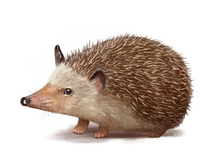 hand drawn cute gray brown hedgehog isolated on white background looking at camera
