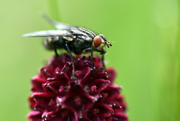 Schmeißfliege auf einem Großen Wiesenknopf