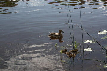 ducks on the river