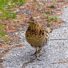 Portrait of a friendly ruffed grouse walking along a rural road in Canada 
