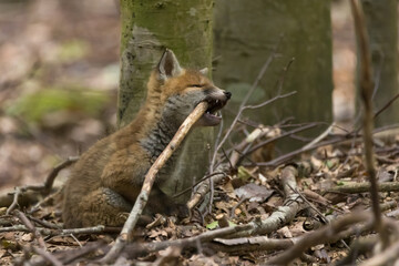Fuchswelpe im Wald
