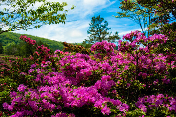 万年山のミヤマキリシマ