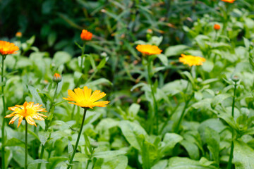 Bright beautiful orange flowers on a background of green grass