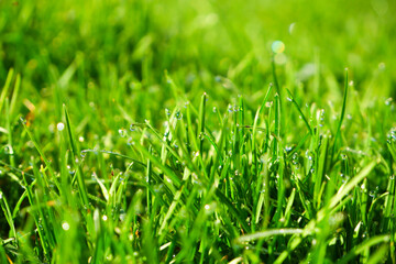 Green grass, close-up. Natural background. Green, juicy grass with dew drops in the rays of the bright sun, blurred background.