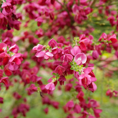 Genêt à balais 'Boskoop Ruby' (Cytisus scoparius). Petit arbuste ornemental aux grappes de fleurs...