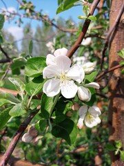 Obraz na płótnie Canvas Apple blossom on a branch. Delicate white color