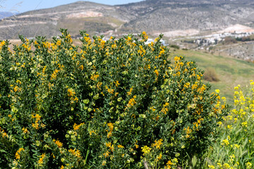 A plant (Medicago arborea) with yellow flowers close-up