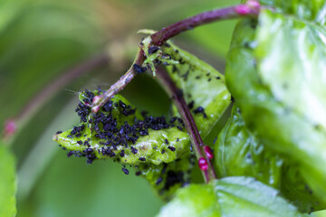 Blattläuse an einem Kirschbaum