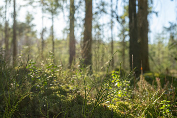 The awakening of nature in spring. Young vegetation on a blurry background. Young spring shoots in the forest.