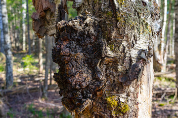 Inonotus obliquus. black birch mushroom. Chaga, a fungal infection on the trunk of a birch tree....