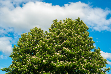 Spring scenery, nloomimg chestnut on blue sky clouds background