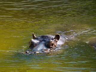 Płynący hipopotam . Swimming Hippo.  - obrazy, fototapety, plakaty