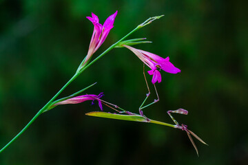 Conehead mantis (Empusa pennata) Female